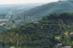 Agriturismo Az. Agr. Il Castiglione